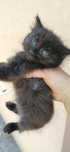 Gatinhas bebés procuram lar