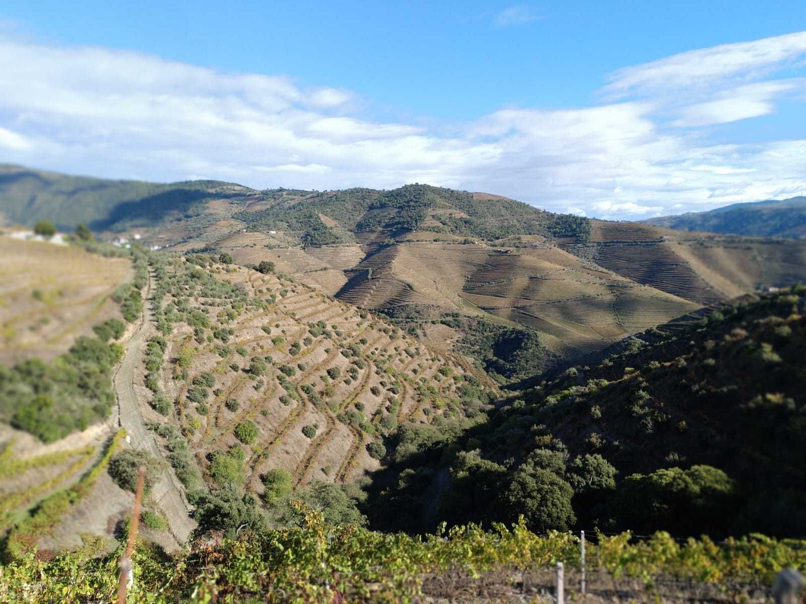 Quinta no Douro - Miradouro São Leonardo