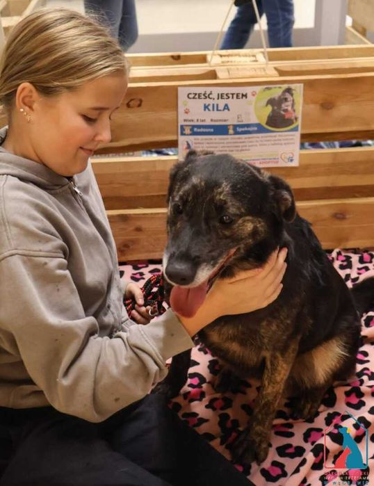 bardzo przyjazna, wspaniała sunia Kila szuka domu!