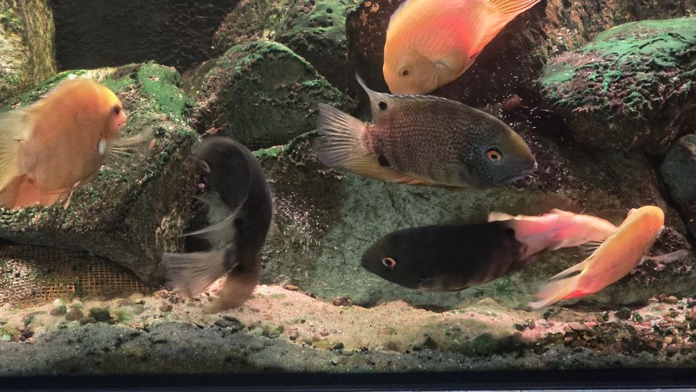 Pielęgnice Severum Green 20 cm +