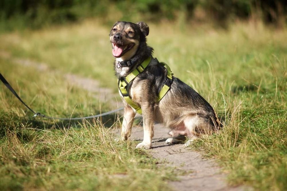 6 letni Wilczek szuka domu