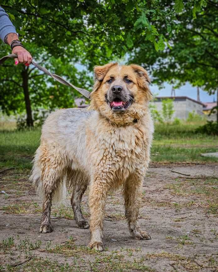 Niesamowicie skrzywdzony, charakterny Lazur szuka doświadczonego domu!