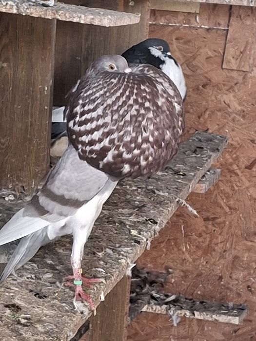 Garłacze norwich  likwidacji chodowi