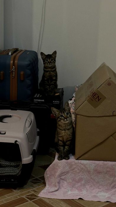 Кошенятка в добрі руки | кошенята | коти | кішки