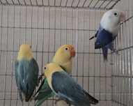Agapornis Fischeris e Personatus