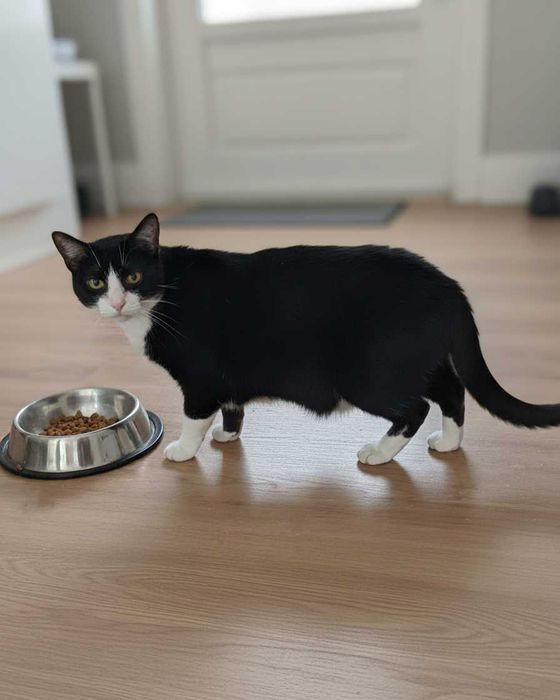 Setúbal / Margem Sul / Lisboa — PATTY, gatinha para adoção