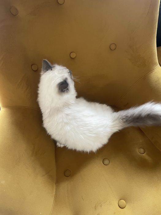 Kocurek Ragdoll wnuk Championa  rodzice FPL badania genetyczne cudny