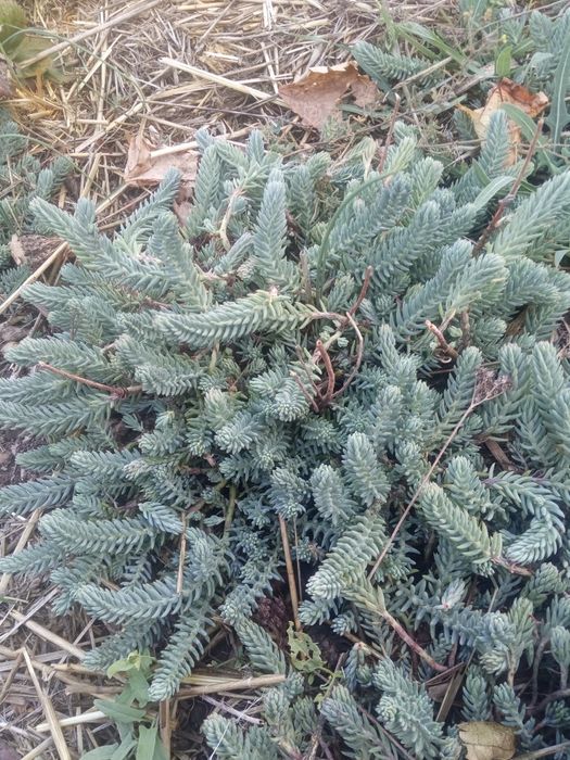 Продам грунтопокривні рослини,по 30грн.великі кущі,чистець та седуми,