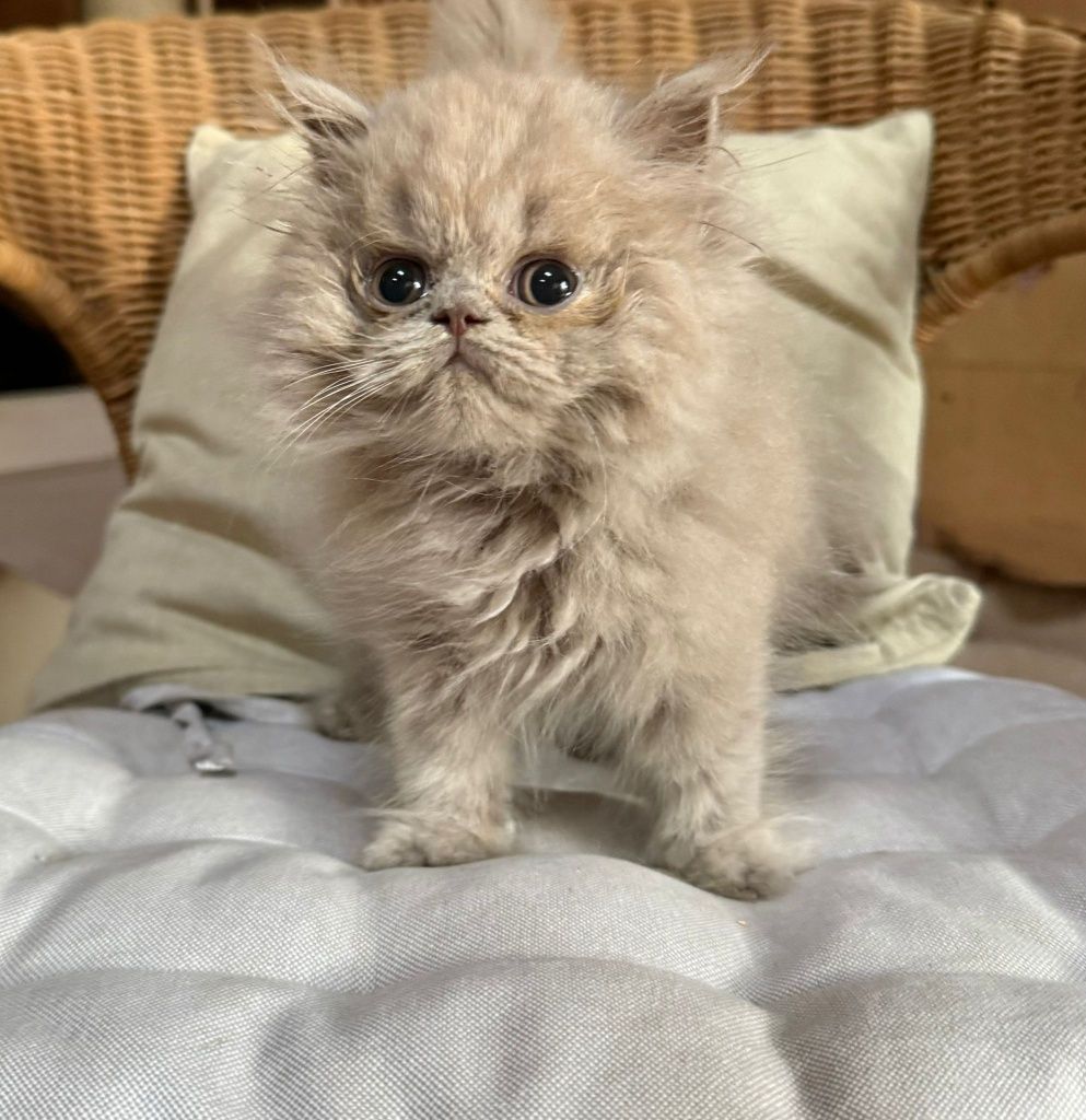 Gatinho british longthair