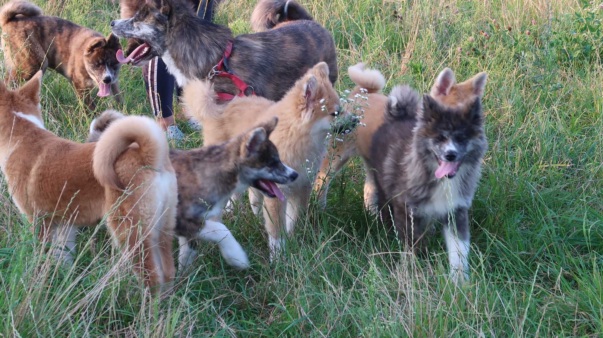 Akita inu sprzedam suczka