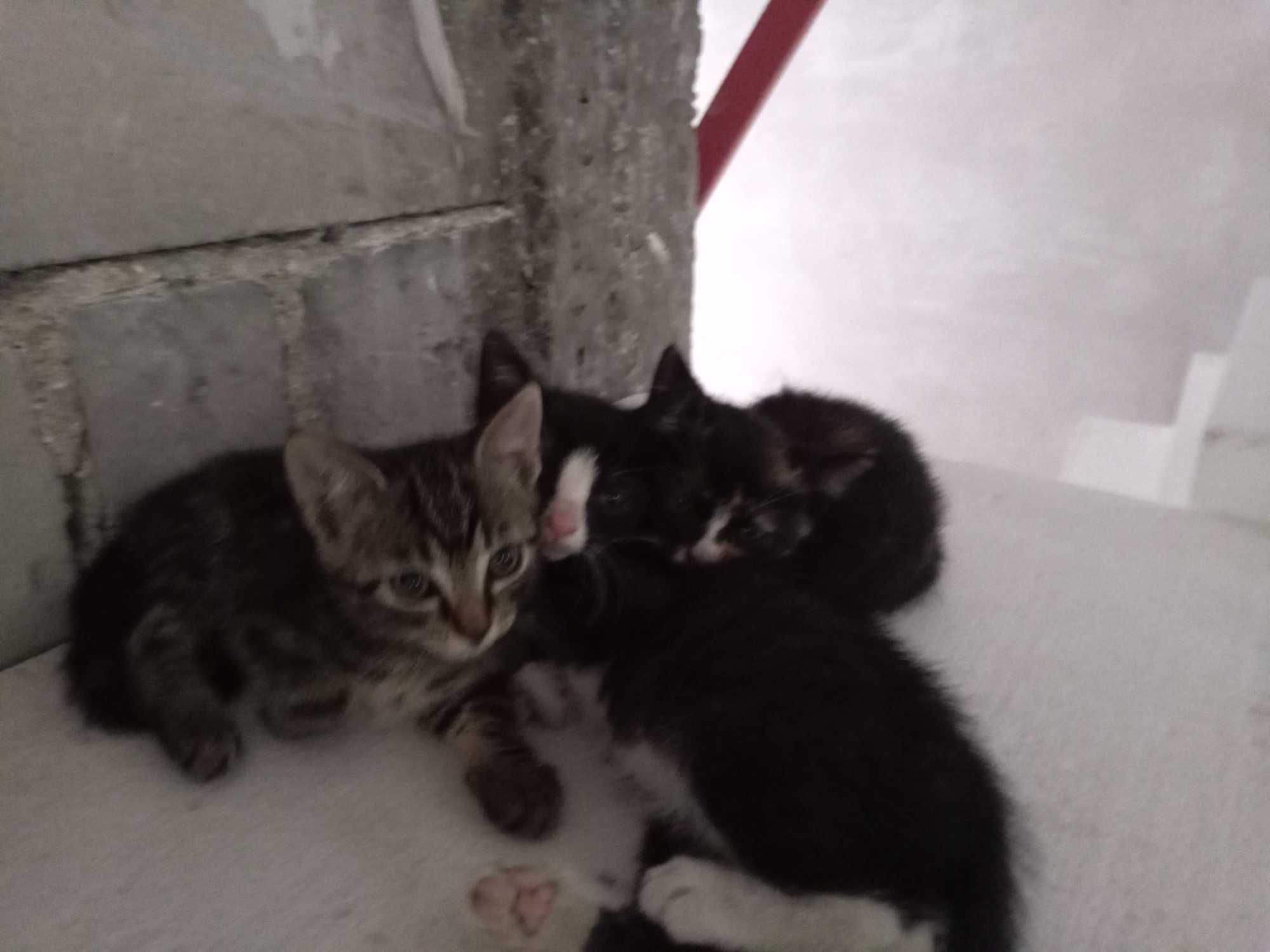 Kociaki do adopcji
