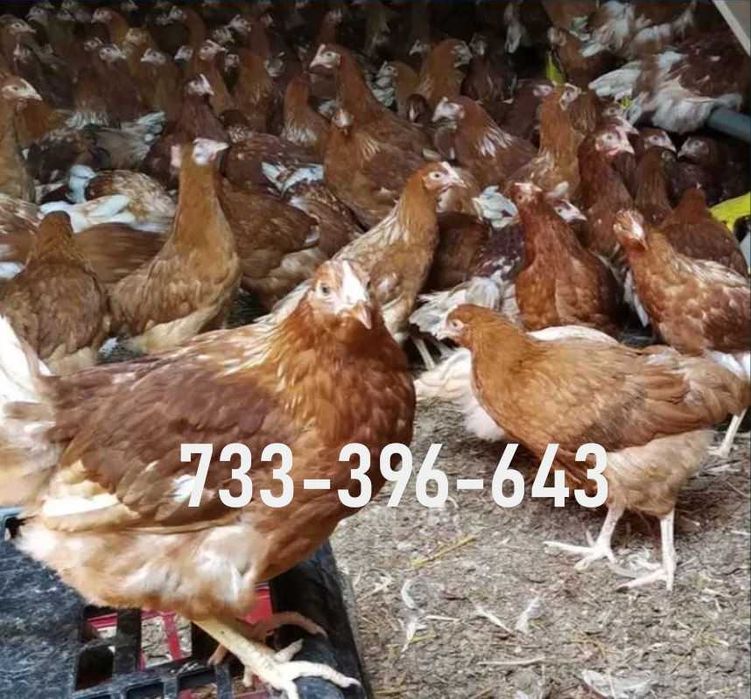 Kury Nioski Lohmann Brown Sandy Rosa Leghorn Dominant Greenshell
