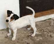 Jack russell terrier  Espetacular