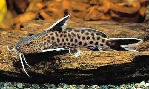 Giętkoząb Synodontis Petricola XL - SKALMAR Sklep Akwarysty