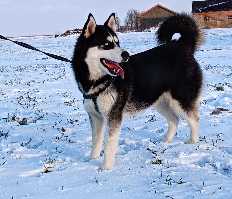 Zapowiedź miotu szczeniaczków Siberian husky.