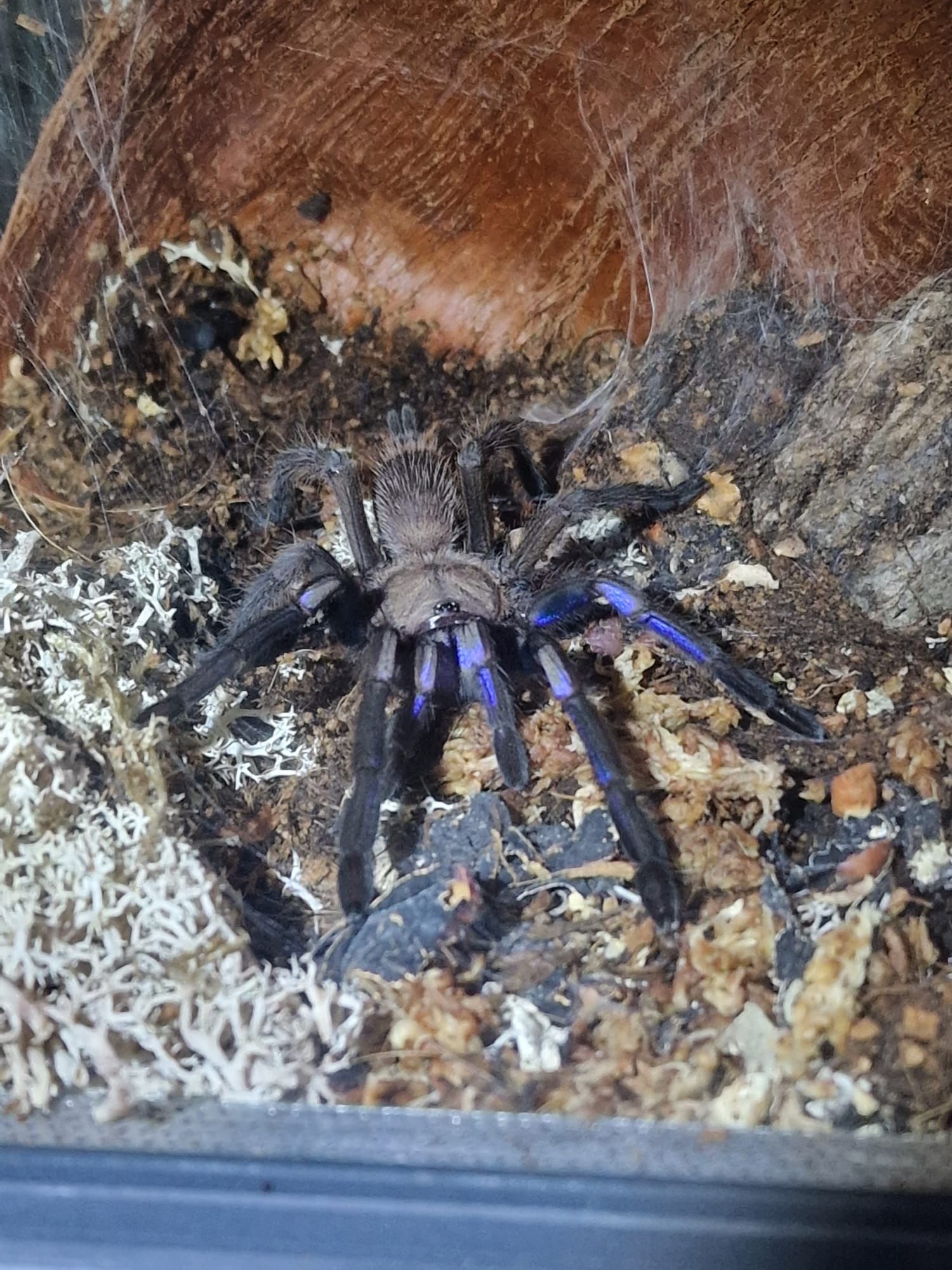 Chilobrachys sp.electric blue