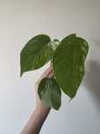Monstera variegata 3 liscie