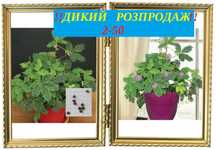 ‼️Мімоза ‼️  сором'язлива/Мимоза стыдливая /СЕМЕНА/НАСІННЯ