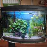 Akwarium profilowane 65l litrów