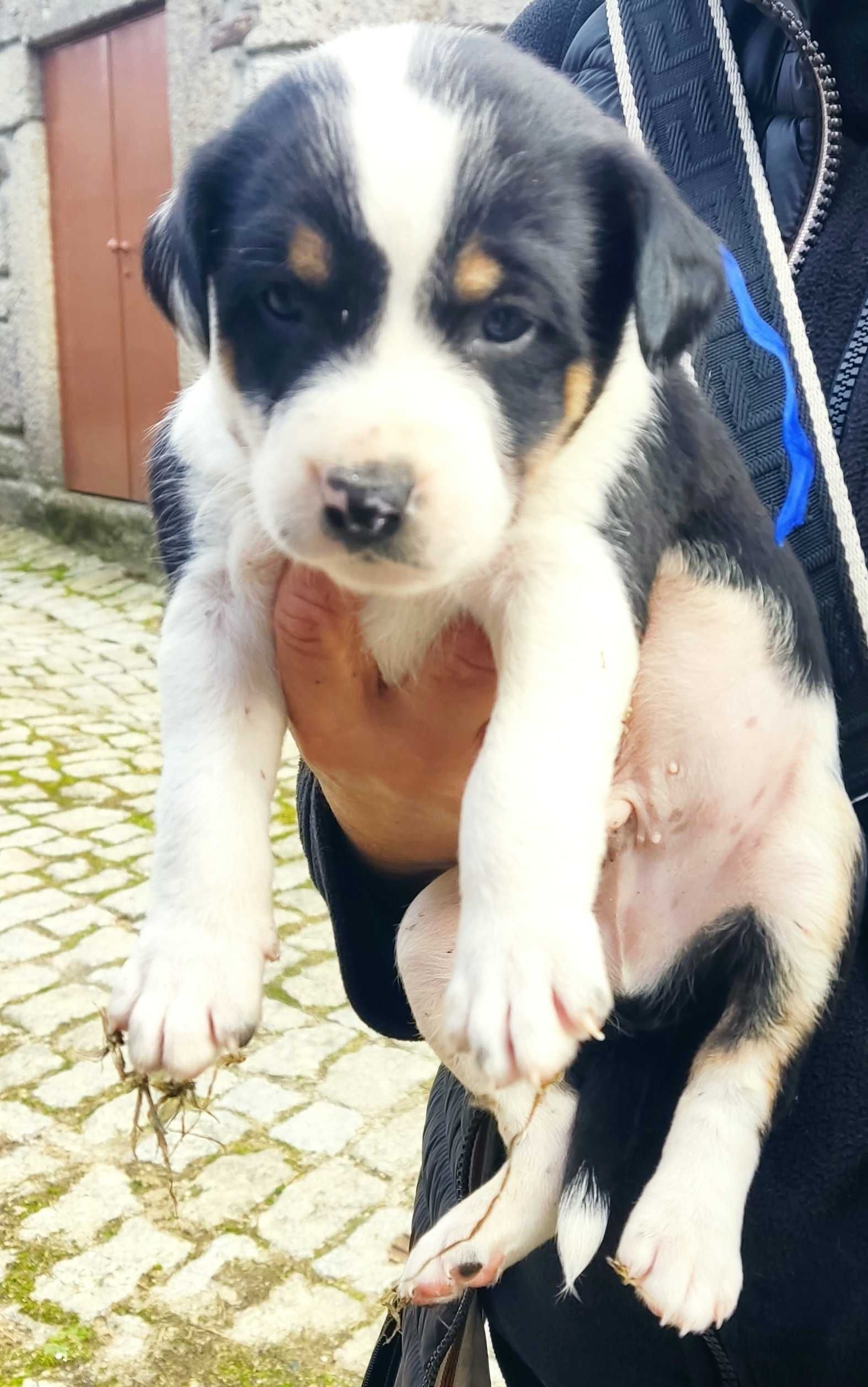 Cães de gado (resgados da rua )