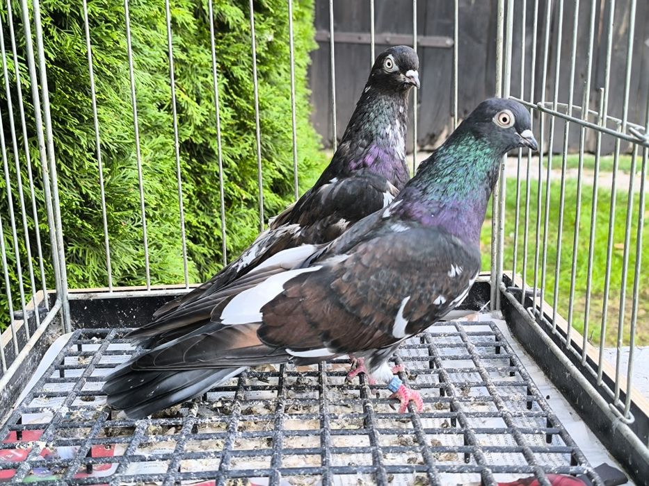 Roztoczańskie wysokolotne murzyny zamojskie