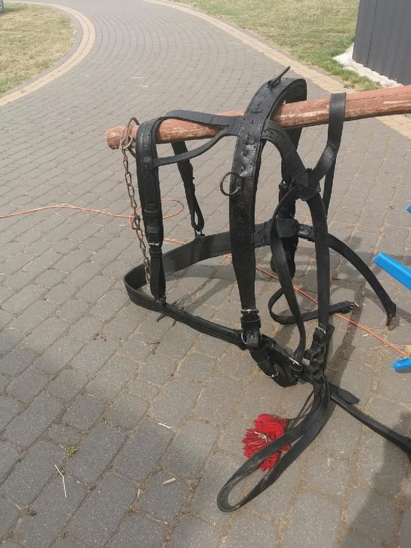 Puszorek na dużego konia