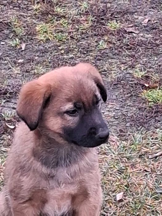 Szczeniaki / pieski/ oddam za darmo