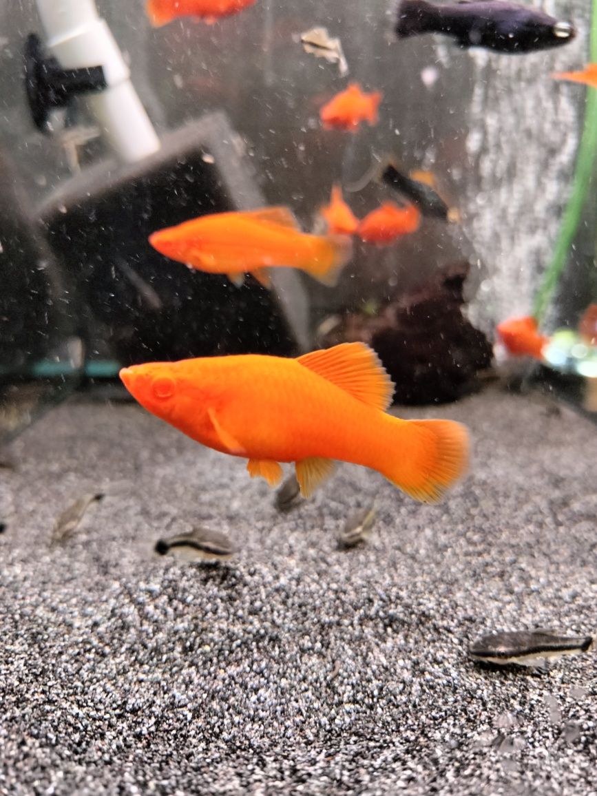 Mieczyk red albino od Neon Zoo