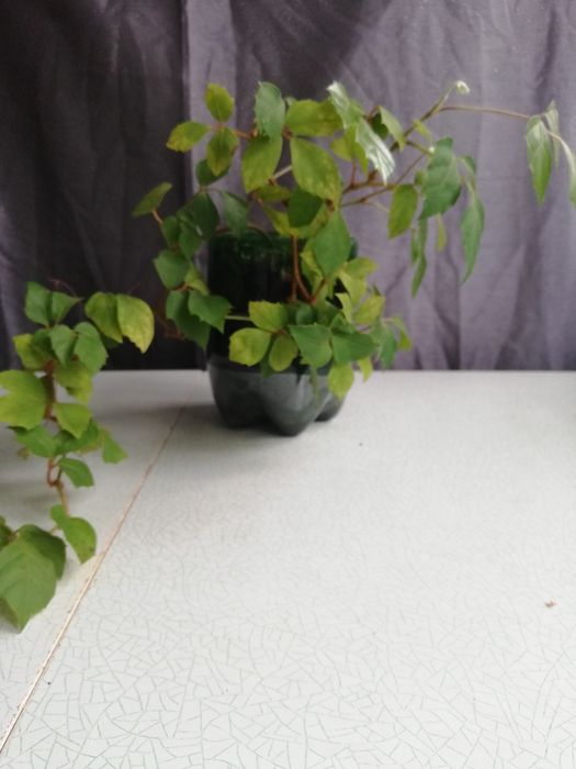 Кімнатні рослини