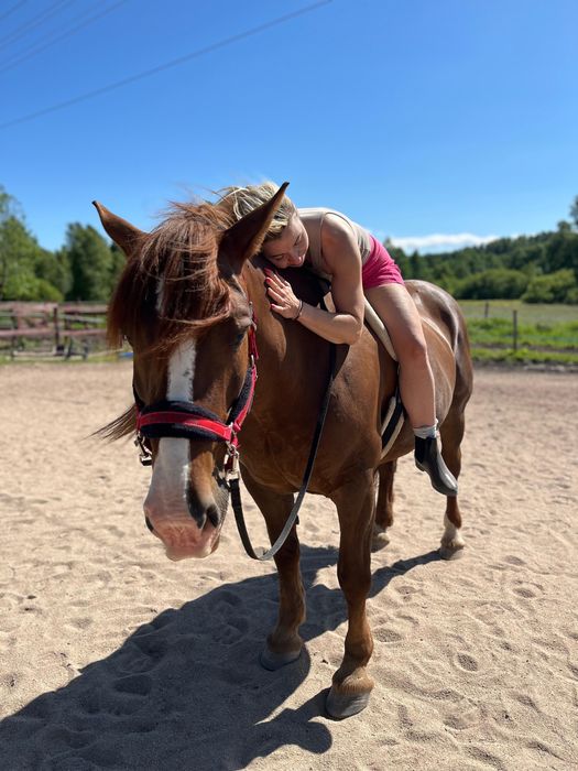 Bezpieczna Klacz Norycka 9lat ok.155cm