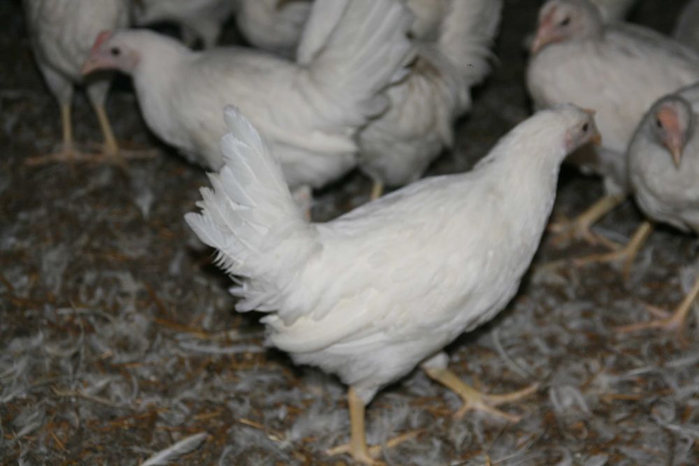 Kury Leghorn Młode Nioski