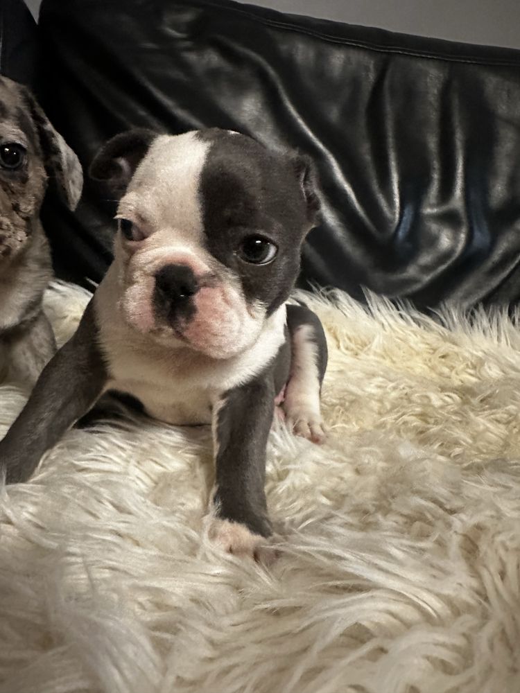 Buldog francuski blekitny chlopak