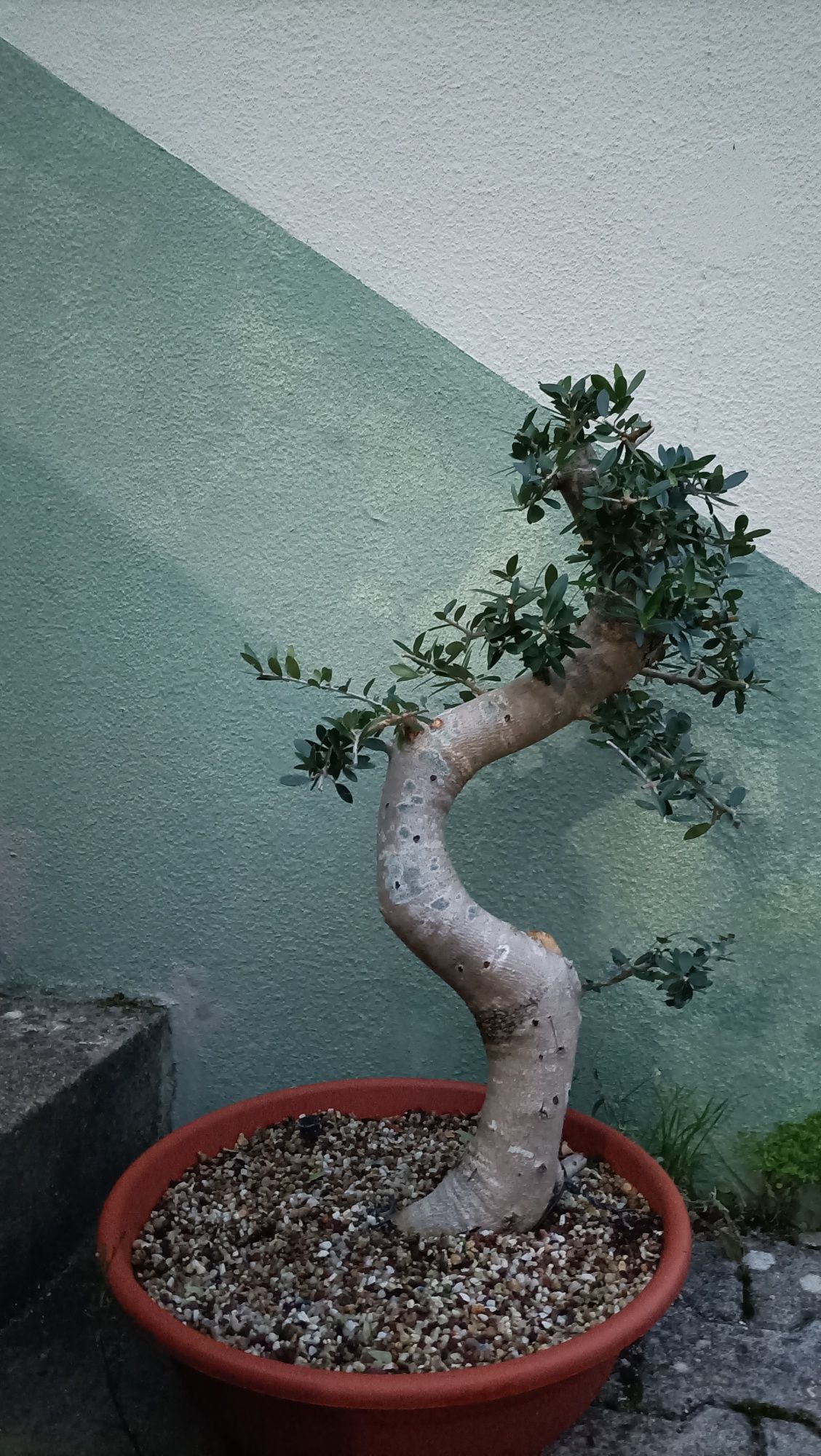 Bonsai oliveira brava de porte médio