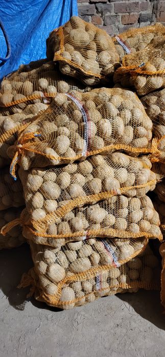 Ziemniaki, vineta, gala, quenanne, tajfun