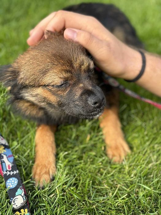 Maleńka kruszynka przeżyła tak wiele adoptuj