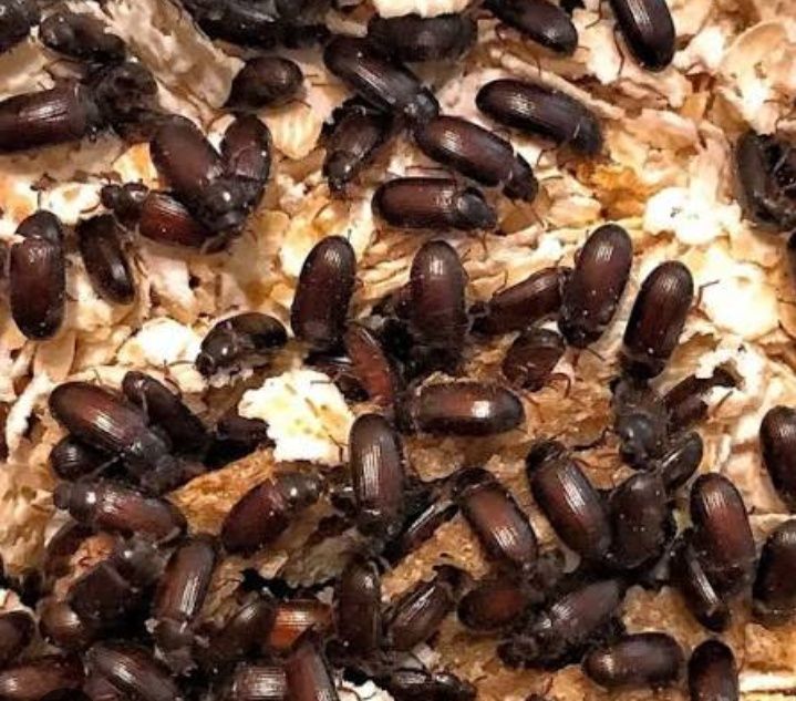 Жук знахар ,дорослі,личинки