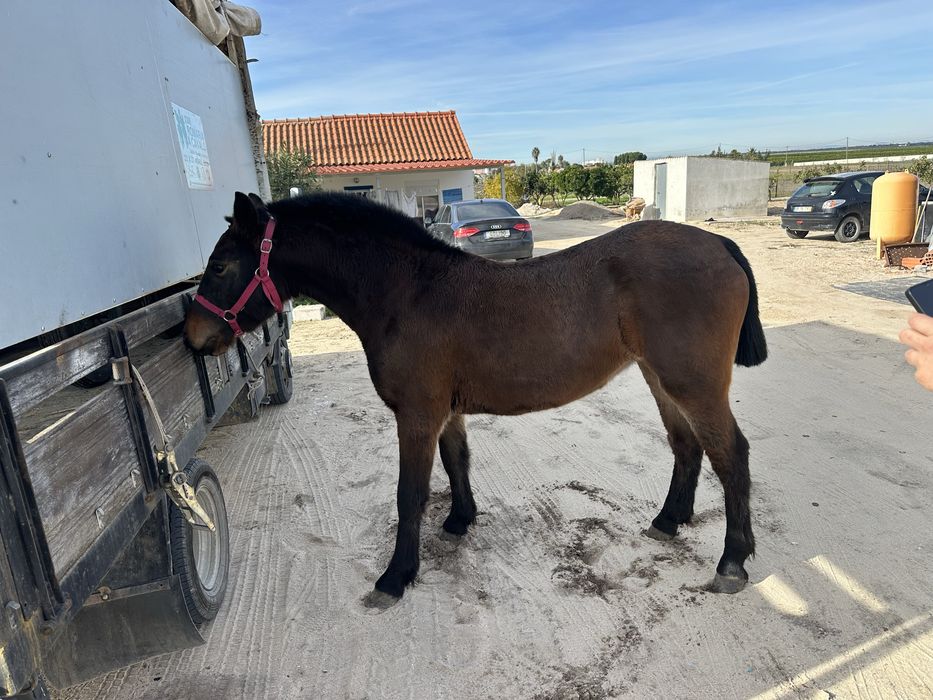 Poldra burguet x lusitano