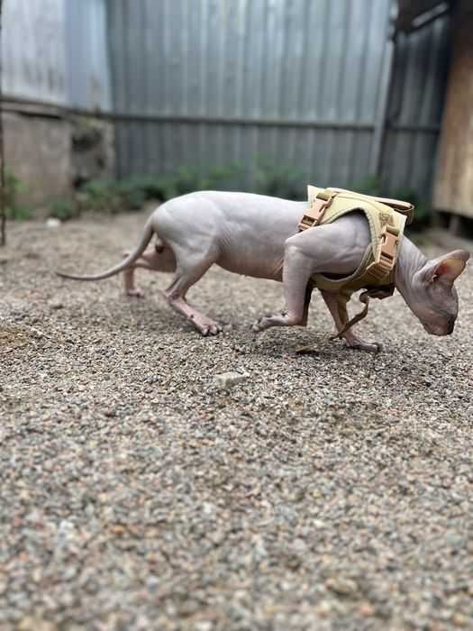 Сфінкс резинка сфинкс