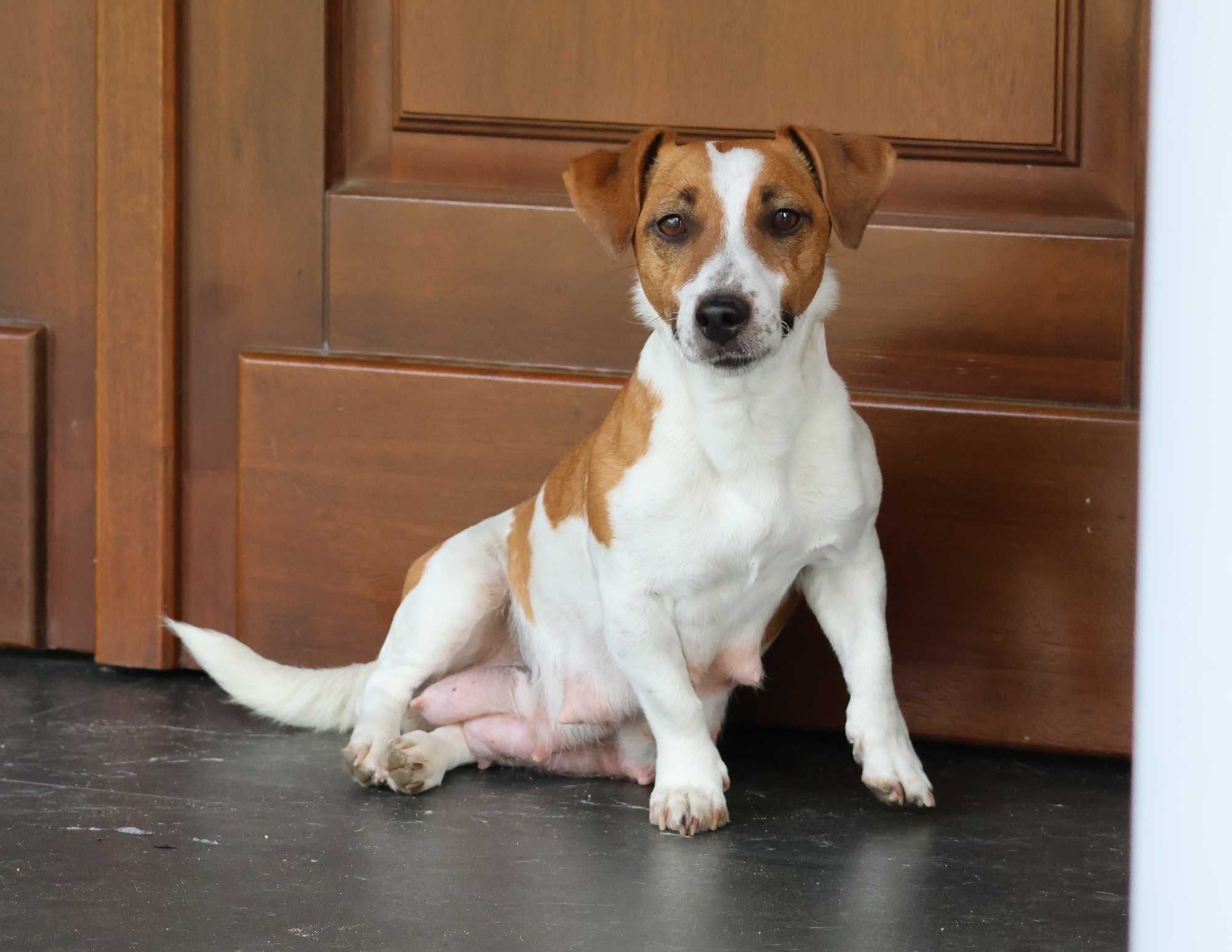 Piesek Jack Russell Terrier/BREFIO