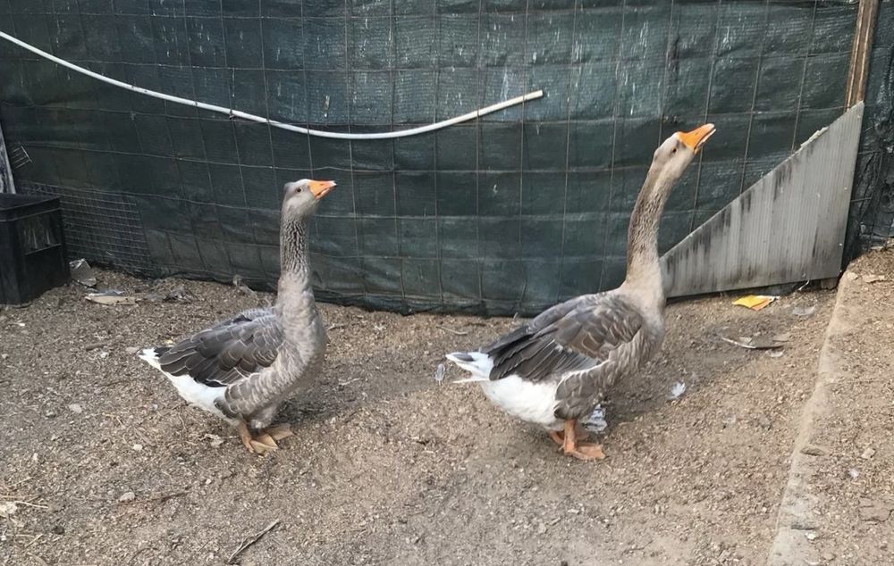 Casal de gansos – 120€