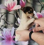 Cudowny samiec rasy CHIHUAHUA !!!