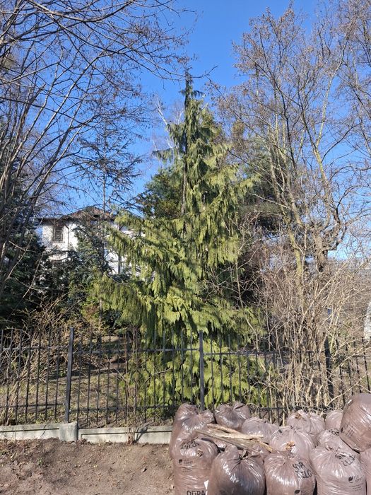 Do sprzedania duże drzewo Cyprysik nitkalski Pendula malownicza placzą