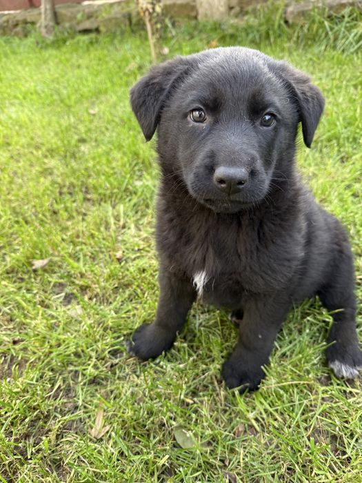 Цуценя лабладора