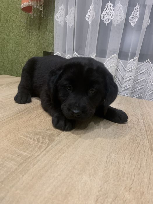 Продам цуценят Лабрадорів