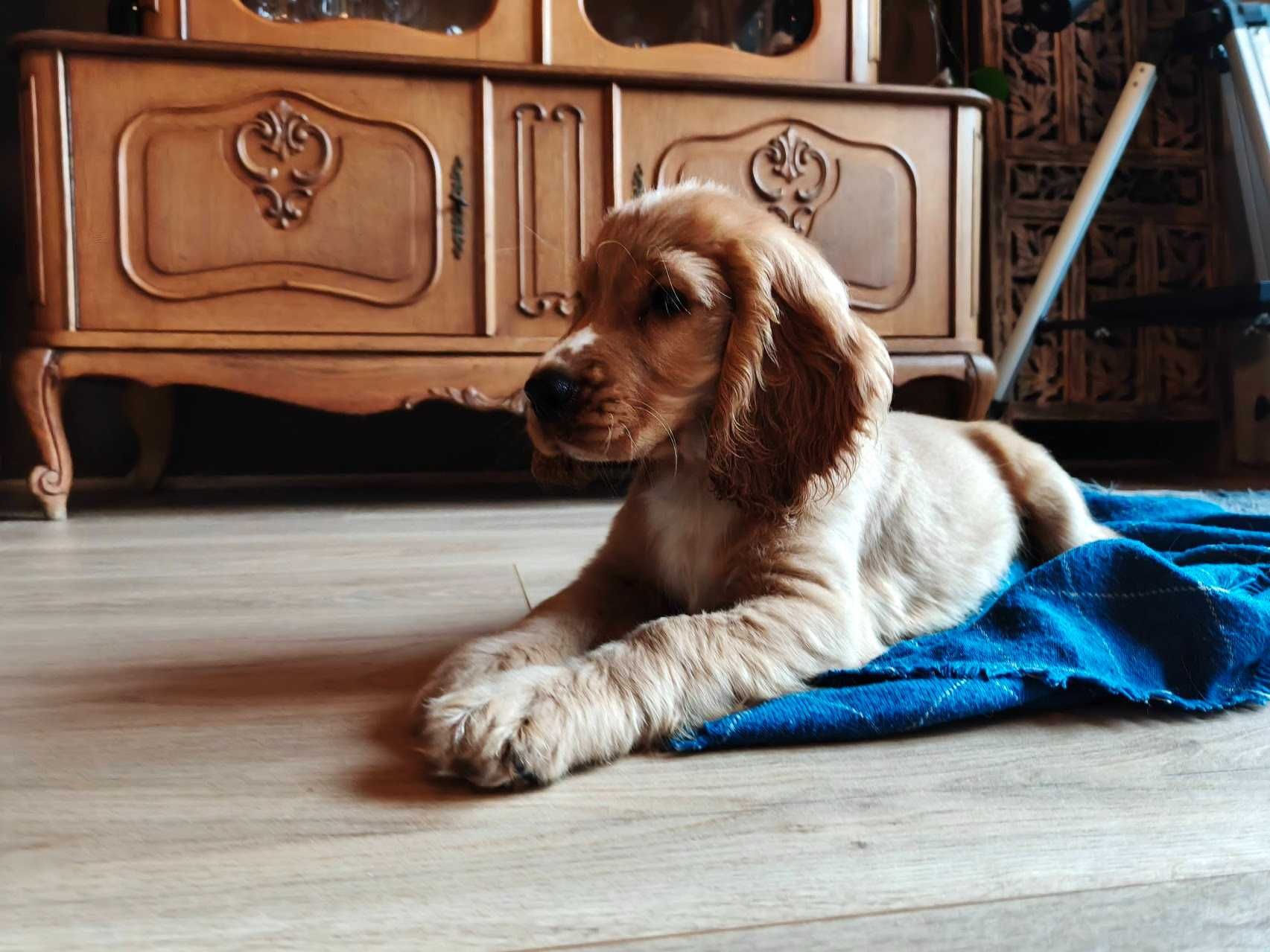 Cocker Spaniel Angielski - pełny rodowód - FILM