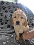 Golden Retriever suczka – złota/jasnozłota, domowa hodowla
