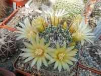 Mammillaria lindsayi - Mesa Garden - горщик - 7х7 см