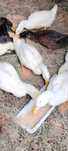 Casais patos Pequim baixa de preço último casal