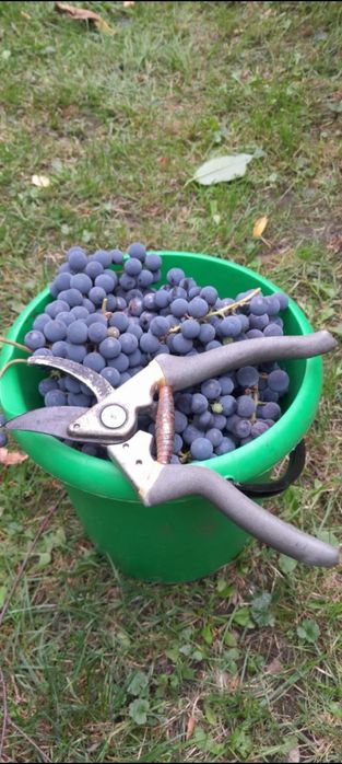 Winogron przepyszny  słodziak