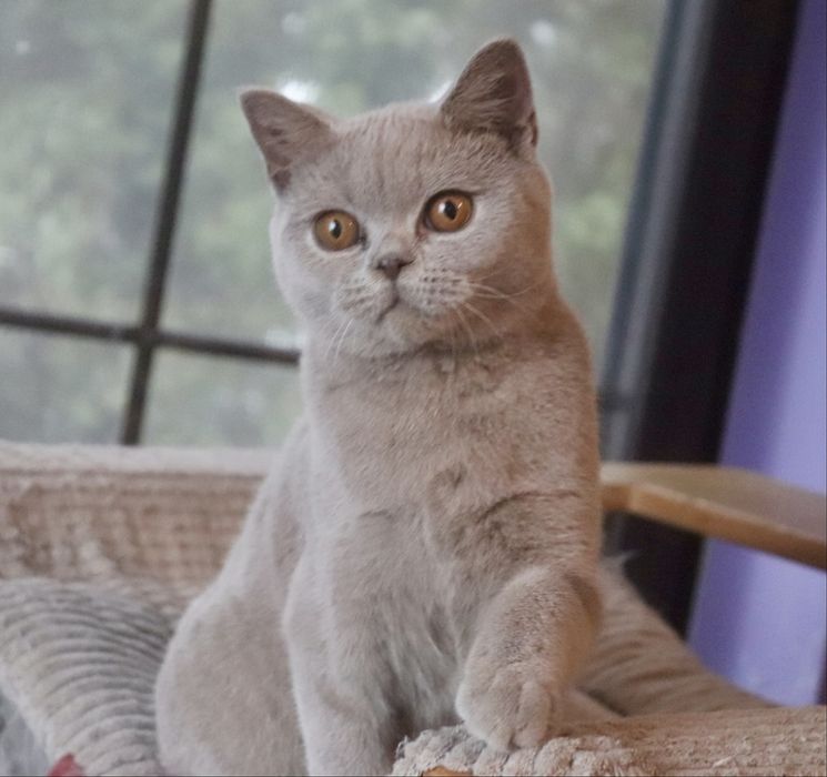 Kotka liliowa Brytyjska z RodowodemFPL .Do odbioru